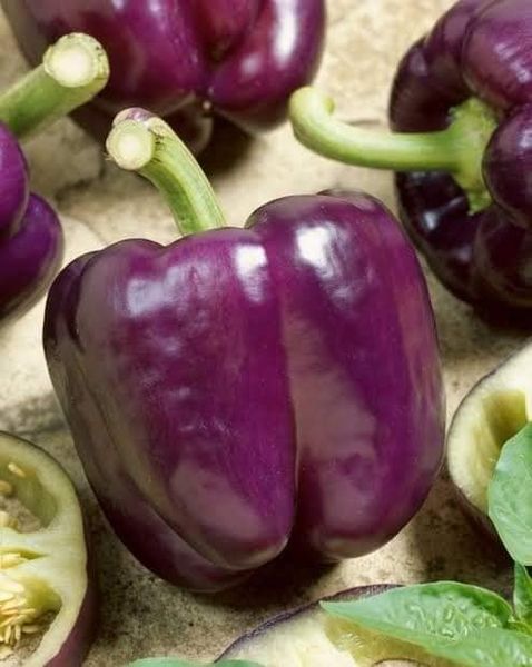 Purple Capsicum Hybrid F1 Seeds | Rare Bell Pepper Seeds