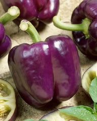 Purple Capsicum Hybrid F1 Seeds | Rare Bell Pepper Seeds