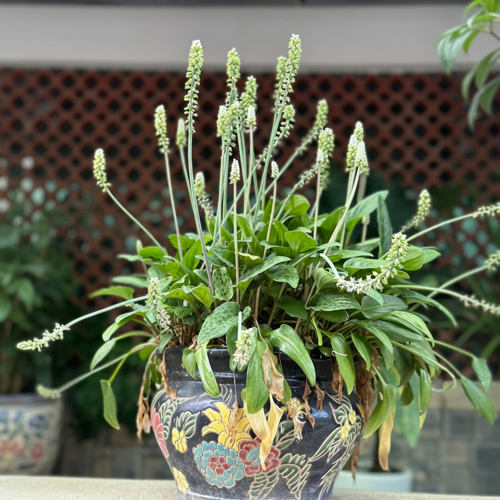 African Hosta Bulb – Decorative Shade Loving Foliage Plant