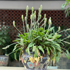 African Hosta Bulb – Decorative Shade Loving Foliage Plant