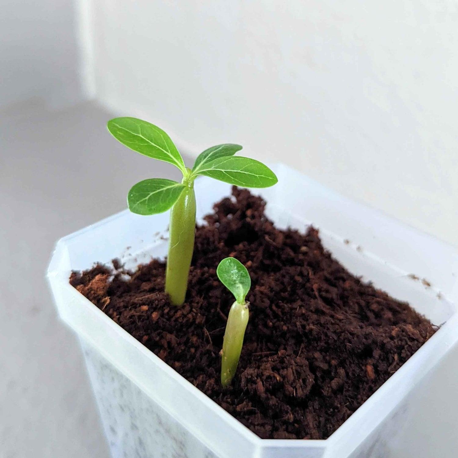 Adenium Obesum Seeds – Desert Rose Flower Seeds