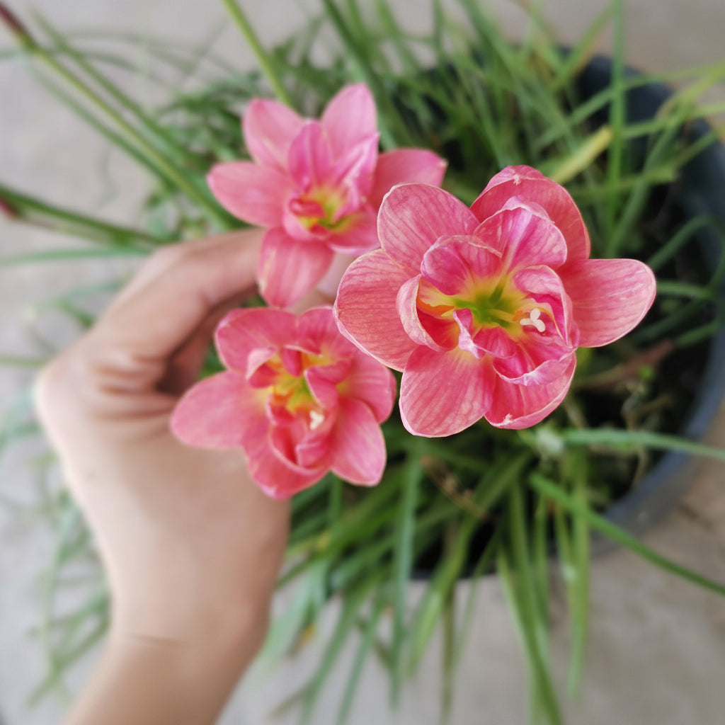 Rain Lily Hybrid Lady Oscar – Double Petal Premium Bulb