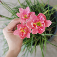 Rain Lily Hybrid Lady Oscar – Double Petal Premium Bulb