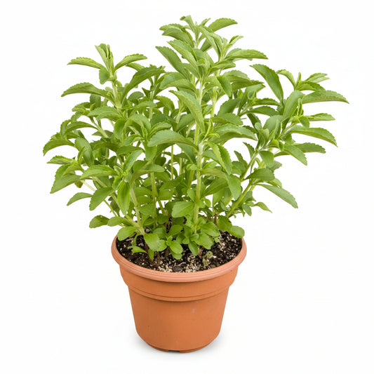 Stevia Plant – Natural Sweetener Herb