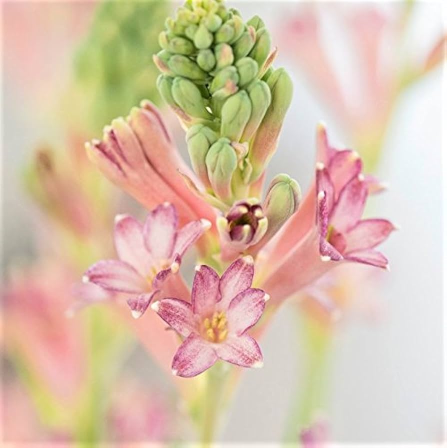 Cinderella Tuberose Bulb – Premium Fragrant Flowering Bulb for Gardens