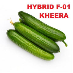 Hybrid Cucumber Seeds (Kheera Beej)  High-Yield Summer Variety