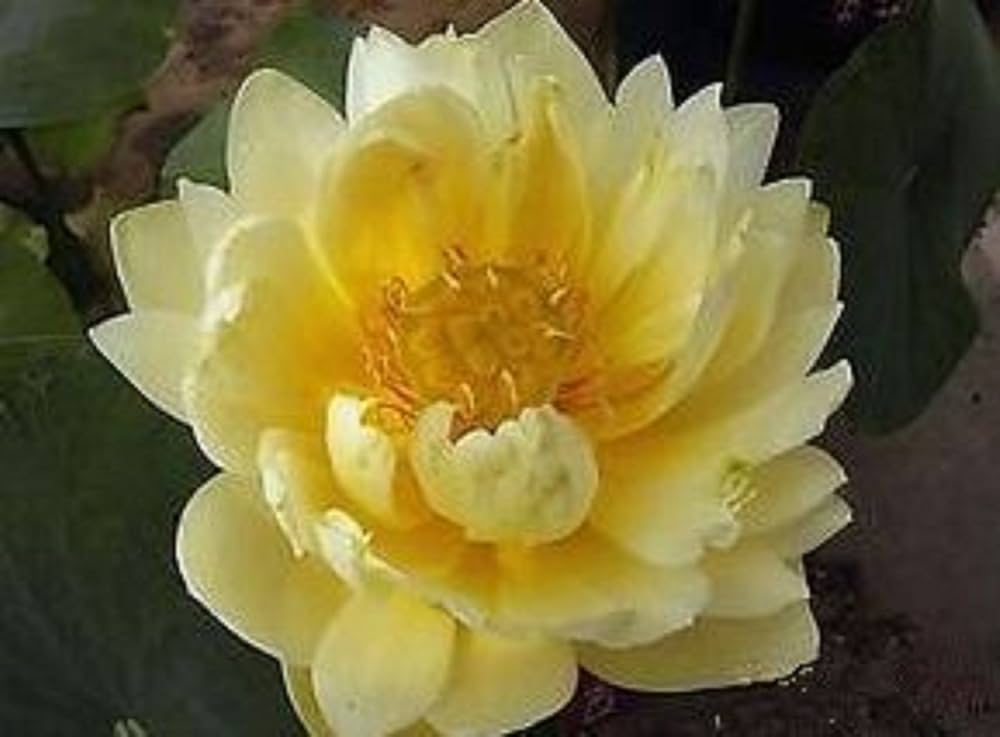Yellow Lotus Flower Seeds (10 Seeds) | Sacred Water Plant for Ponds