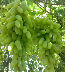 Sultania C Grapes  3-Year Grafted Plant, Ready to Fruit