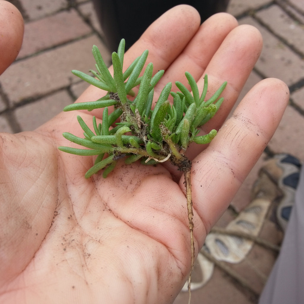 Purslane Cuttings – Colorful Flowering Succulent for Gardens & Hanging Baskets