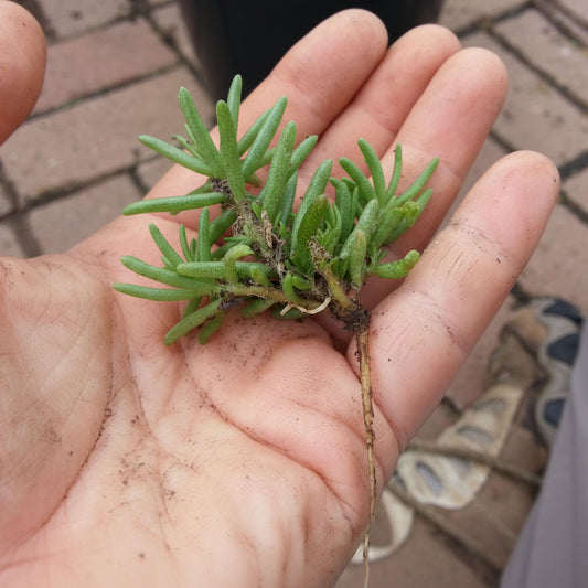 Purslane Cuttings – Colorful Flowering Succulent for Gardens & Hanging Baskets