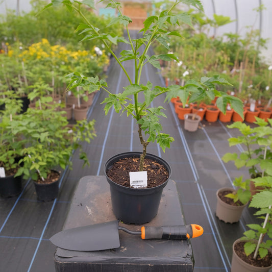 Bakain Ghumi Plant – Melia Azedarach Shade Tree