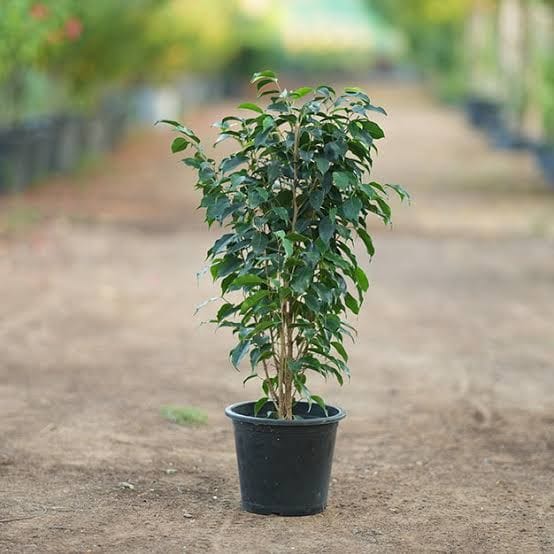 Black Ficus Plant – Dark Burgundy Rubber Plant (Ficus elastica 'Burgundy')