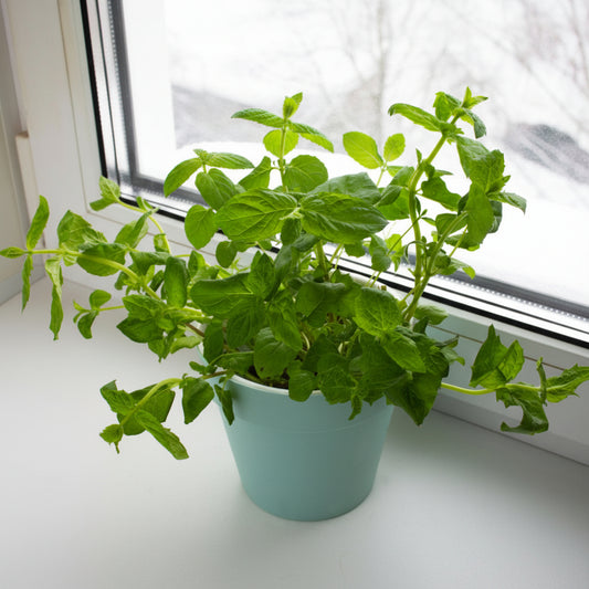 Lemon Balm Plant – Melissa officinalis (Mint Family Herb)