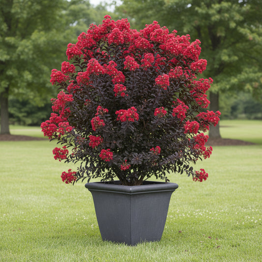 Legistonia (Imported)  Lush & Exotic Indoor Beauty