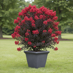 Legistonia (Imported)  Lush & Exotic Indoor Beauty