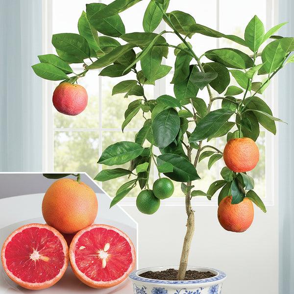 Red Blood Malta Plant – Blood Orange Grafted Citrus Tree (Citrus sinensis)