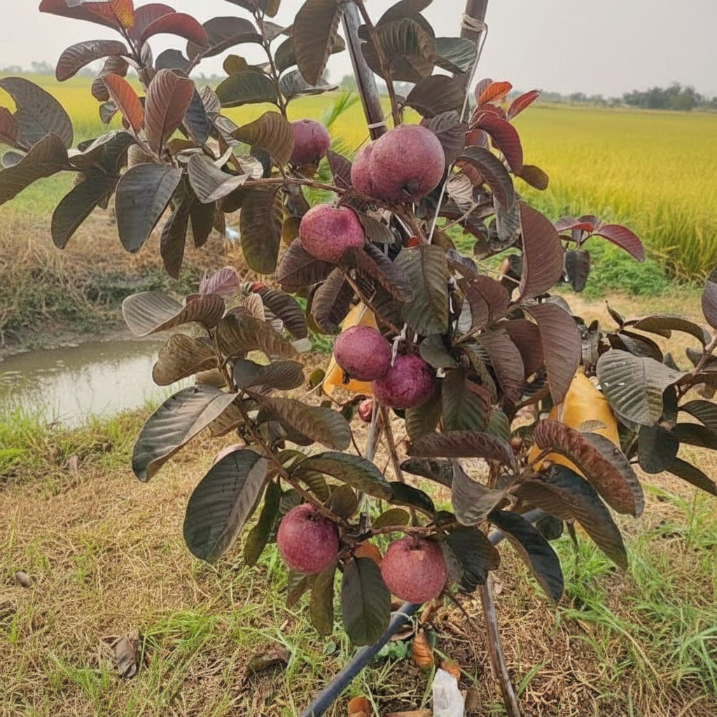 Black Amrood Plant – Rare Premium Guava Variety