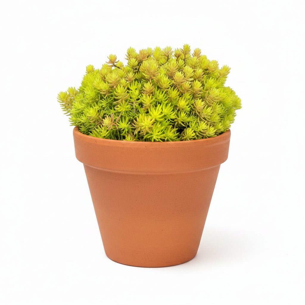 Yellow Bondi Succulent – Colorful Decorative Succulent Plant