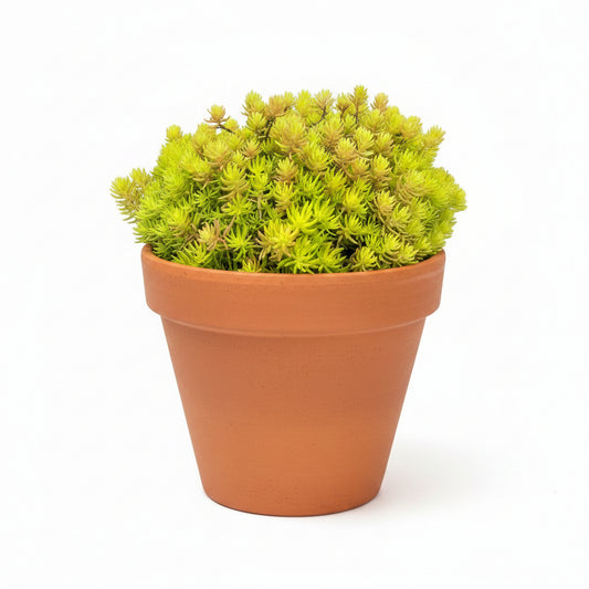 Yellow Bondi Succulent – Colorful Decorative Succulent Plant