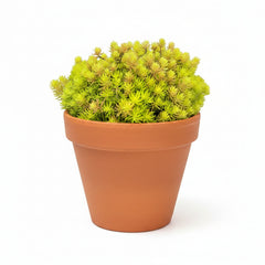 Yellow Bondi Succulent – Colorful Decorative Succulent Plant