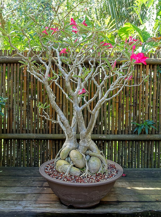 Adenium Obesum Plant | Desert Rose Flowering Succulent for Home & Garden