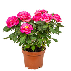 Miniature Rose Plants (Dark & Light Pink) – Premium Flowering Rose