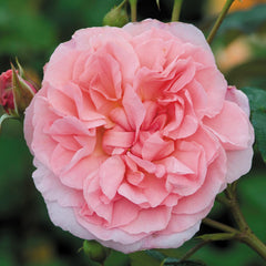 English Rose Strawberry Hill – Fragrant Climbing David Austin Rose