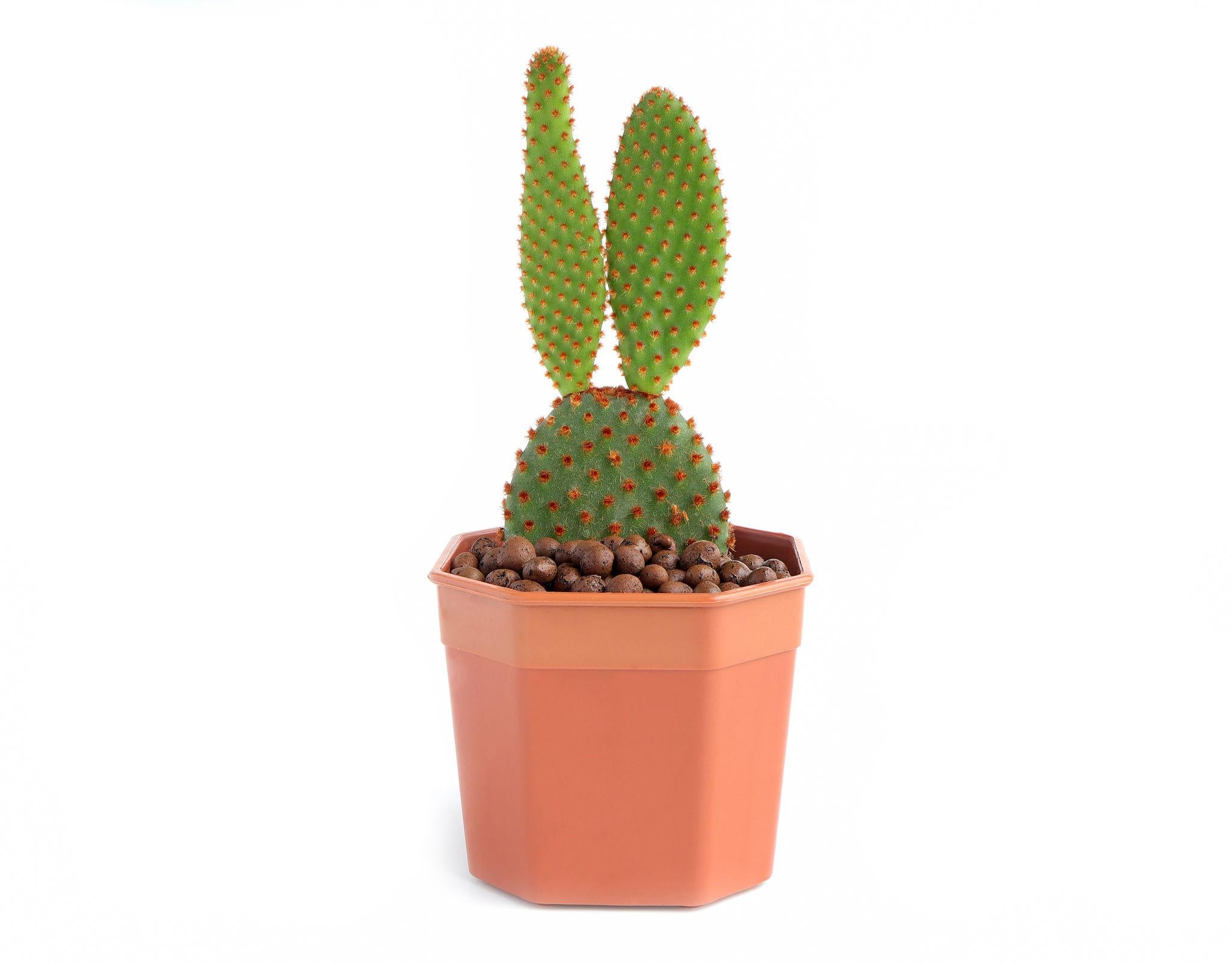 Bunny Cactus – Opuntia microdasys Decorative Succulent Cactus