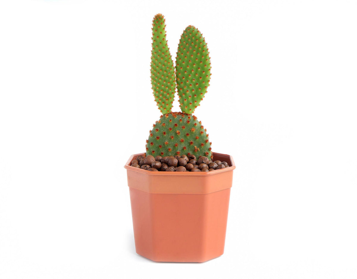 Bunny Cactus – Opuntia microdasys Decorative Succulent Cactus