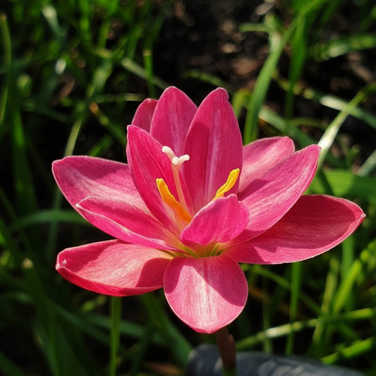 Rain Lily Hybrid Luhaoning – Premium Soft Pink Elegant Bulb