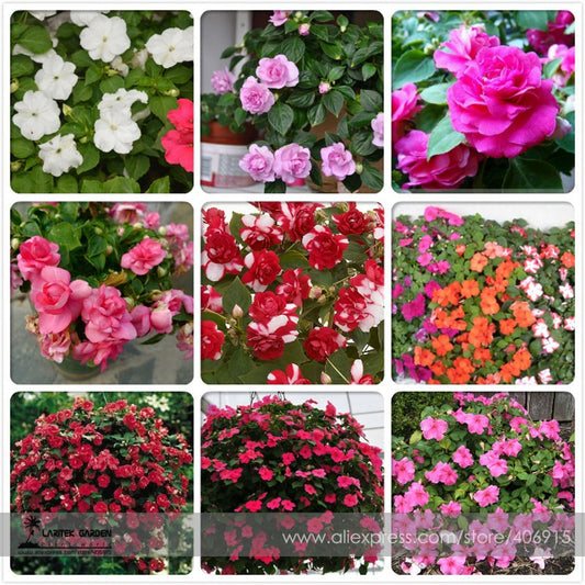 Lobelia Flower Seeds  Cascading Blooms for Pots & Hanging Baskets