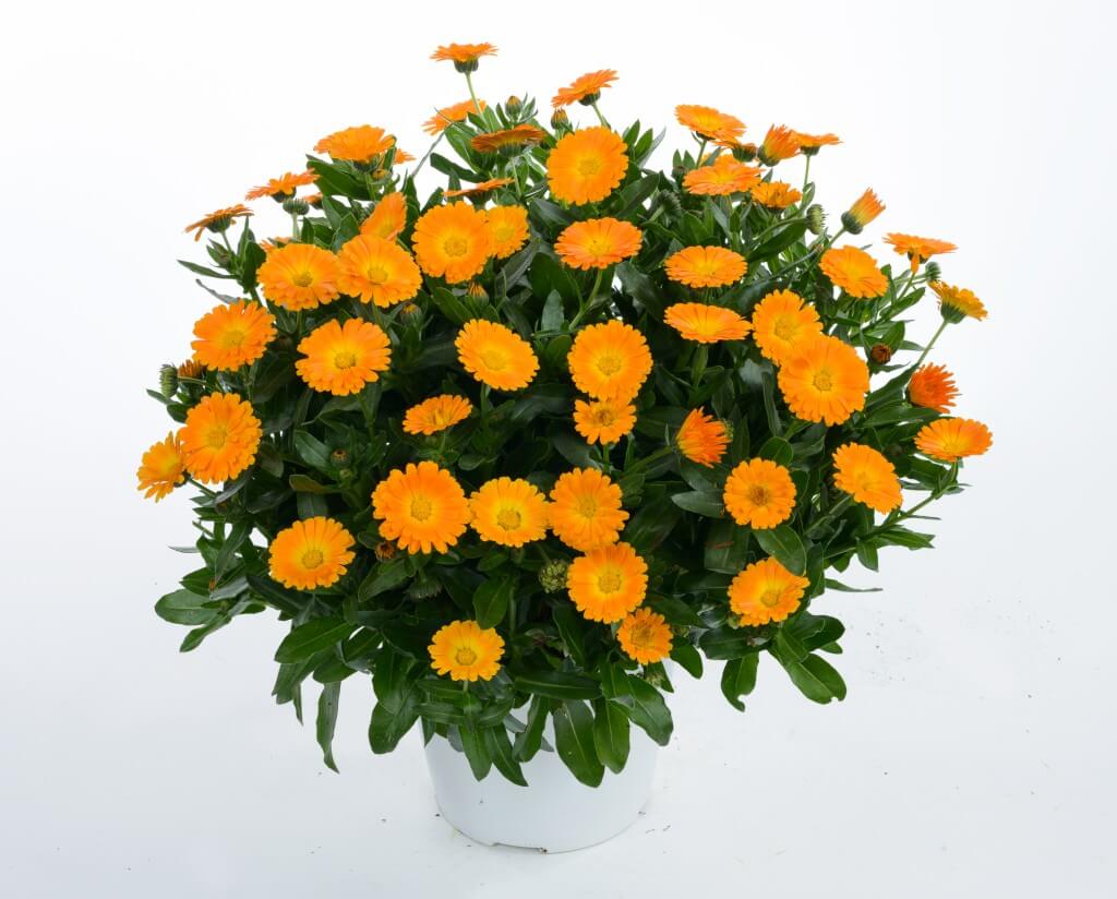 Calendula Flower Seeds | Winter Blooming Marigold-like Flowers