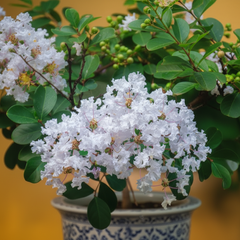 Legistonia (Imported)  Lush & Exotic Indoor Beauty