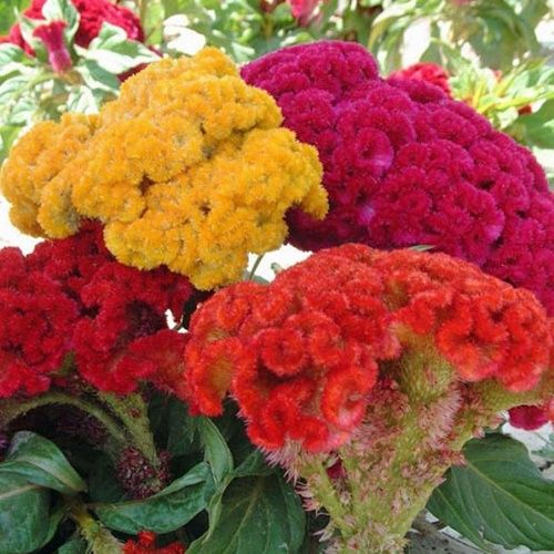 Celosia Cristata Flower Seeds  Mix Color | Cockscomb Seeds for Summer Gardening