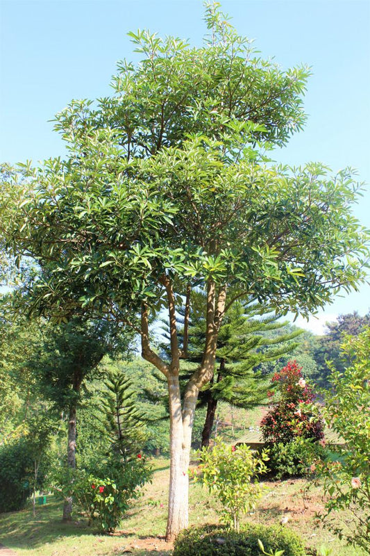 Alstonia Plant – Premium Devil Tree (Saptaparni)