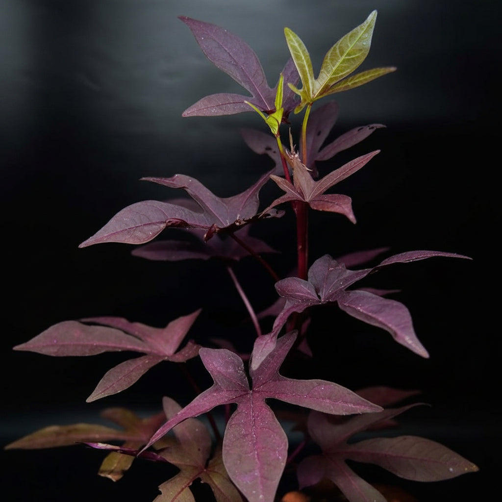Purple Sweet Potato Vine – Star-Shaped Foliage Plant (Ipomoea batatas)