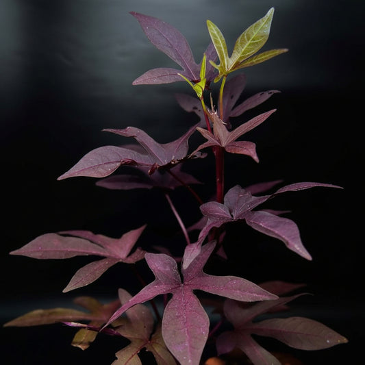 Purple Sweet Potato Vine – Star-Shaped Foliage Plant (Ipomoea batatas)
