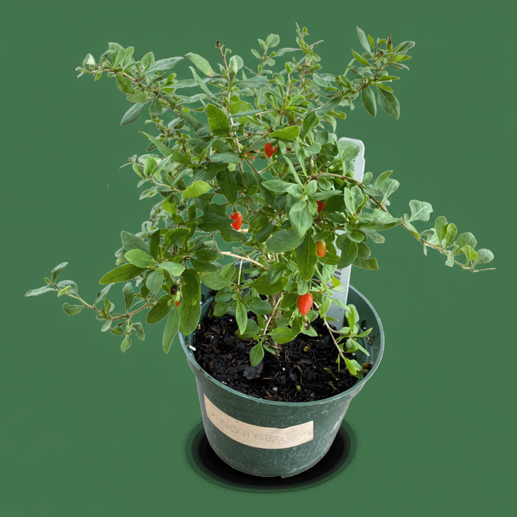 Goji Berry Plant – Premium Superfruit Shrub