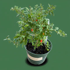 Goji Berry Plant – Premium Superfruit Shrub