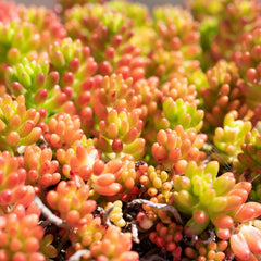 Jelly Bean Succulent – Sedum rubrotinctum Decorative Plant