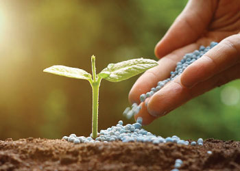 Calcium Nitrate Fertilizer (1 kg) | Strengthen Roots & Prevent Deficiencies