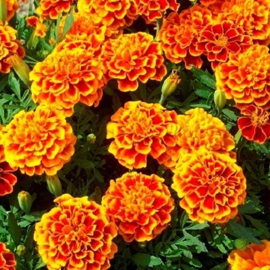 French Marigold Mix Flower Seeds  Bright Seasonal Flowers for Pots & Borders
