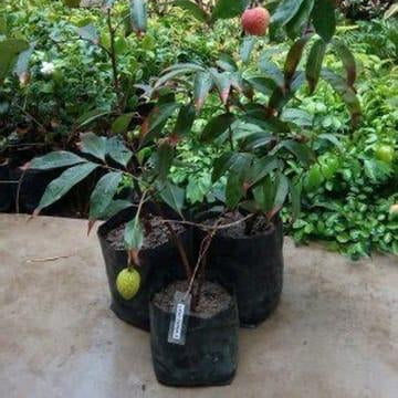 Litchi Plant – Lychee Fruit Tree (Litchi chinensis)