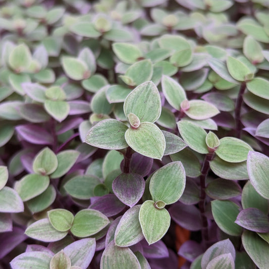 Variegated Pink Lady Turtle Vine – Callisia Repens Trailing Plant