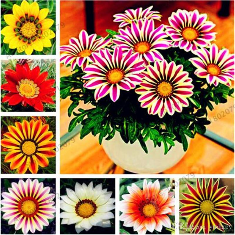 Petunia Yellow Flower Seeds  Winter Flowering Annual
