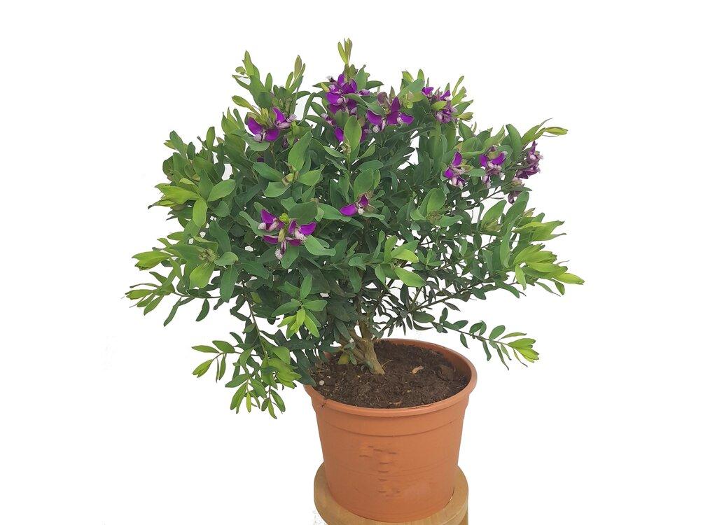 Poly Gala Plant – Premium Polygala Ornamental Flowering Plant