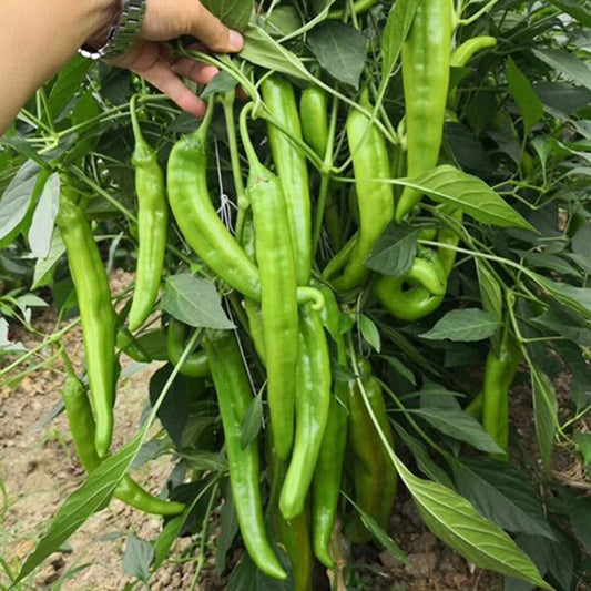 Organic Green Chili Seeds (Sabaz Mirch) | Non-Hybrid, High Yield