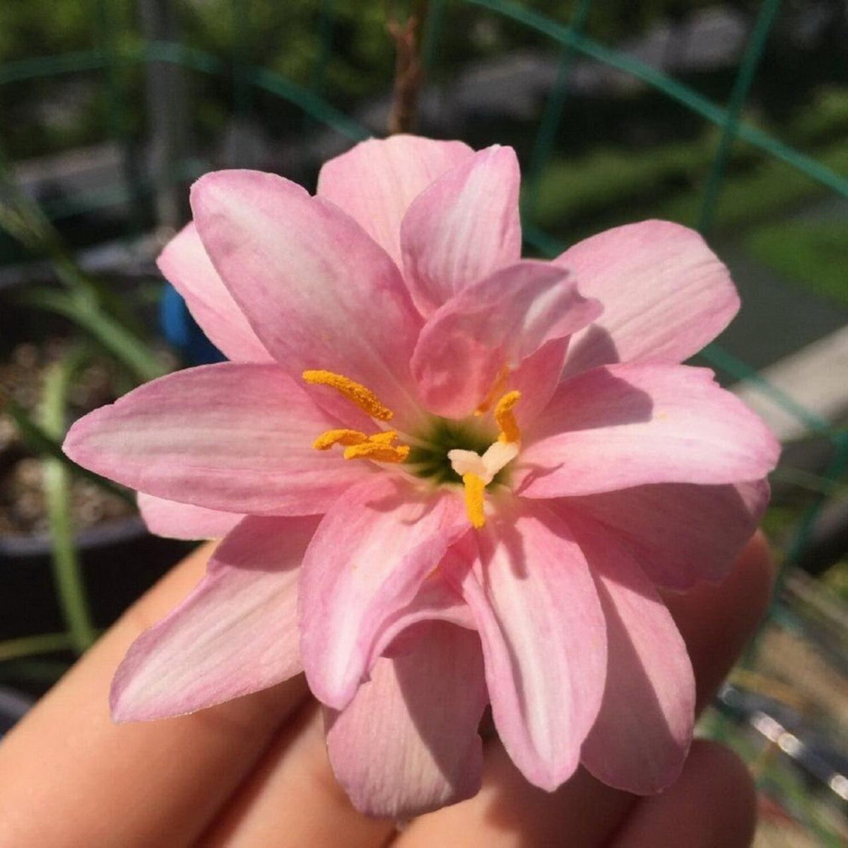Rain Lily Hybrid Flofy Cap – Double Petal Soft Pink Bulb