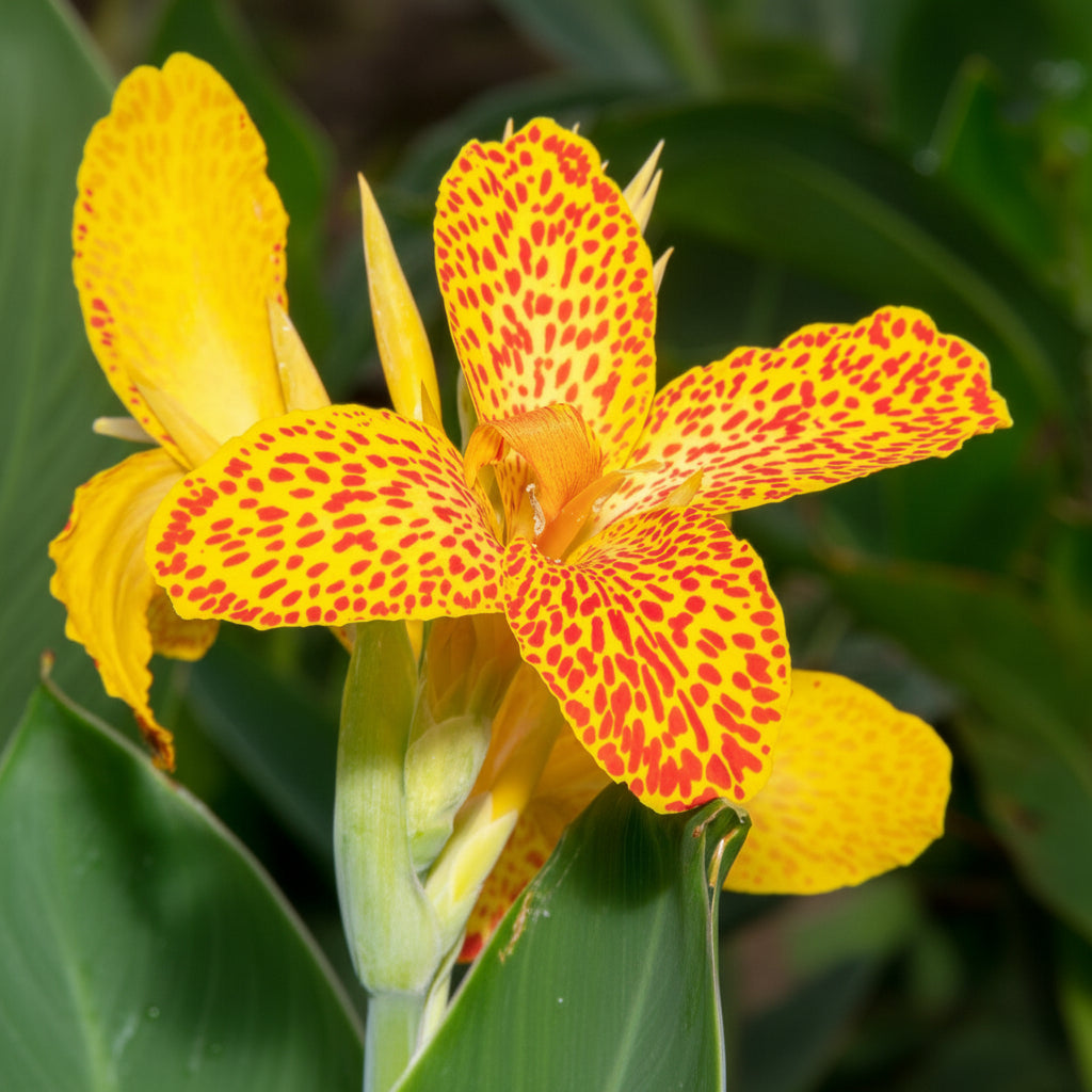 Tiger Canna Lily – Exotic Spotted Tropical Flowering Plant