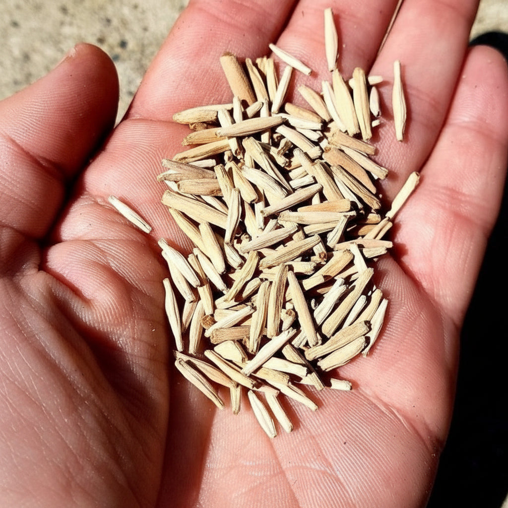 Adenium Obesum Seeds – Desert Rose Flower Seeds